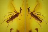 Detailed Fossil Fly (Diptera) In Baltic Amber #170087-2